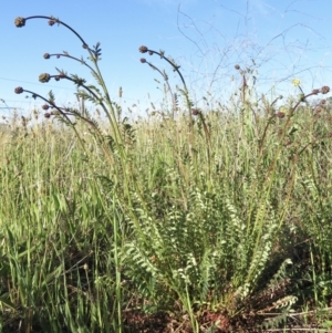 Sanguisorba minor at Jerrabomberra, ACT - 17 Oct 2021