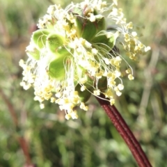 Sanguisorba minor at Jerrabomberra, ACT - 17 Oct 2021 05:43 PM