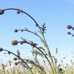 Sanguisorba minor at Jerrabomberra, ACT - 17 Oct 2021 05:43 PM