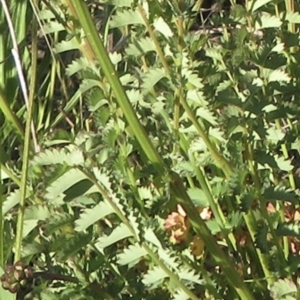 Sanguisorba minor at Jerrabomberra, ACT - 17 Oct 2021 05:43 PM