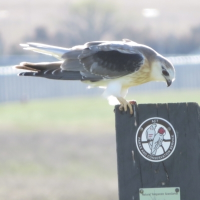 Elanus axillaris (Black-shouldered Kite) at Jerrabomberra, NSW - 17 Oct 2021 by RobParnell