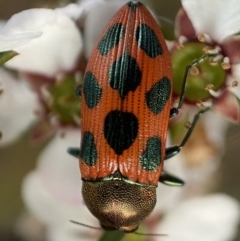 Castiarina octomaculata (A jewel beetle) at Mount Jerrabomberra - 22 Oct 2021 by Steve_Bok