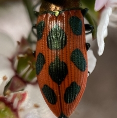 Castiarina octomaculata at Jerrabomberra, NSW - 22 Oct 2021 07:10 PM