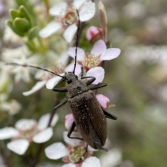 Homotrysis cisteloides (Darkling beetle) at Mount Jerrabomberra - 22 Oct 2021 by Steve_Bok