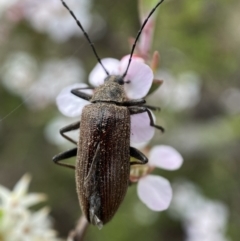 Homotrysis cisteloides at Jerrabomberra, NSW - 23 Oct 2021