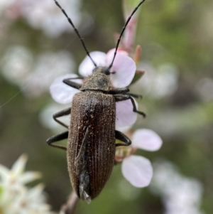 Homotrysis cisteloides at Jerrabomberra, NSW - 23 Oct 2021