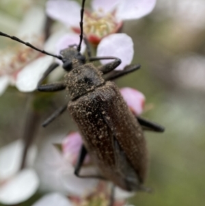 Homotrysis cisteloides at Jerrabomberra, NSW - 23 Oct 2021