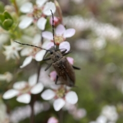 Homotrysis cisteloides at Jerrabomberra, NSW - 23 Oct 2021