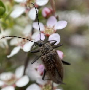 Homotrysis cisteloides at Jerrabomberra, NSW - 23 Oct 2021