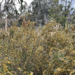 Daviesia mimosoides subsp. mimosoides at Weston, ACT - 21 Oct 2021 by huwr