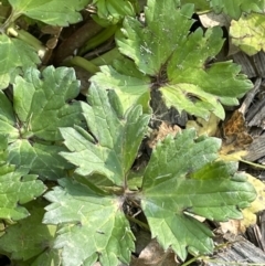 Ranunculus repens at Yarralumla, ACT - 22 Oct 2021