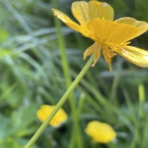 Ranunculus repens at Yarralumla, ACT - 22 Oct 2021