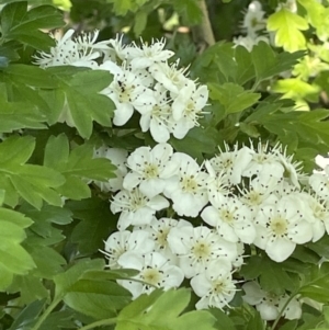 Crataegus monogyna at Yarralumla, ACT - 22 Oct 2021