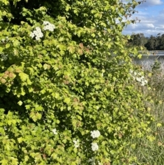 Crataegus monogyna at Yarralumla, ACT - 22 Oct 2021