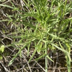 Eryngium ovinum (Blue Devil) at Yarralumla, ACT - 22 Oct 2021 by JaneR