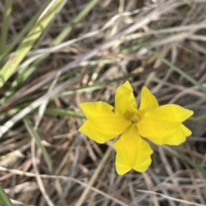 Goodenia pinnatifida at Yarralumla, ACT - 22 Oct 2021 04:59 PM