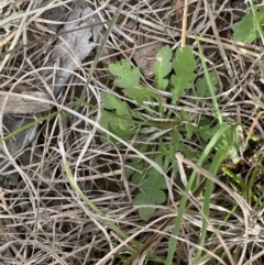 Goodenia pinnatifida at Yarralumla, ACT - 22 Oct 2021 04:59 PM