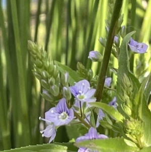 Veronica anagallis-aquatica at Yarralumla, ACT - 22 Oct 2021