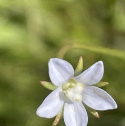 Wahlenbergia sp. (Bluebell) at Yarralumla, ACT - 22 Oct 2021 by JaneR