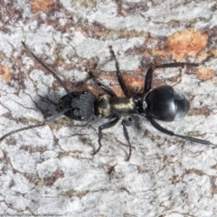 Polyrhachis ornata (Ornate spiny ant) at Molonglo River Reserve - 22 Oct 2021 by Roger