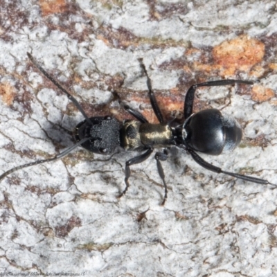 Polyrhachis ornata (Ornate spiny ant) at Molonglo River Reserve - 22 Oct 2021 by Roger
