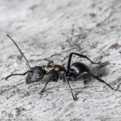 Polyrhachis ornata at Molonglo Valley, ACT - 22 Oct 2021 01:13 PM