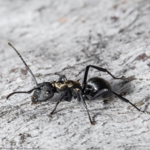 Polyrhachis ornata at Molonglo Valley, ACT - 22 Oct 2021