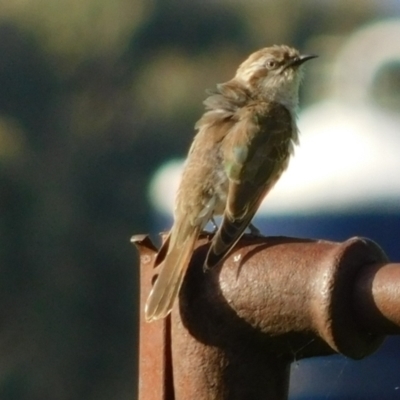 Chrysococcyx basalis (Horsfield's Bronze-Cuckoo) at Symonston, ACT - 22 Oct 2021 by CallumBraeRuralProperty