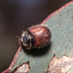 Liparetrus sp. (genus) (Chafer beetle) at Molonglo River Reserve - 22 Oct 2021 by Roger