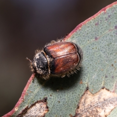 Liparetrus sp. (genus) (Chafer beetle) at Molonglo Valley, ACT - 22 Oct 2021 by Roger