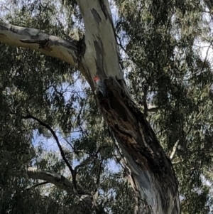 Callocephalon fimbriatum at Hughes, ACT - suppressed