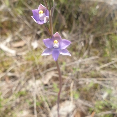 Thelymitra pauciflora (Slender Sun Orchid) at Stromlo, ACT - 22 Oct 2021 by Rebeccajgee