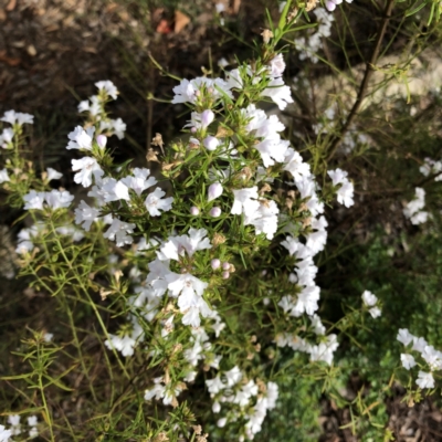 Westringia sp. at Hughes, ACT - 21 Oct 2021 by ruthkerruish