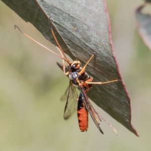 Ichneumonoidea (Superfamily) at Molonglo Valley, ACT - 22 Oct 2021