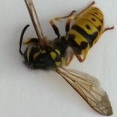 Vespula germanica (German Yellowjacket Wasp (also known as European Wasp)) at Red Hill, ACT - 23 Oct 2021 by HelenJ