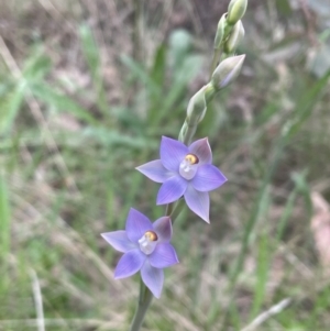 Thelymitra sp. (pauciflora complex) at Bruce, ACT - suppressed