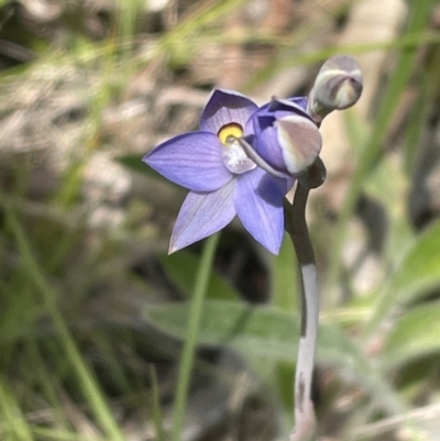 Thelymitra brevifolia (Short-leaf Sun Orchid) at Flea Bog Flat, Bruce - 23 Oct 2021 by JVR