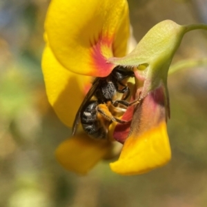 Lasioglossum (Chilalictus) sp. (genus & subgenus) at Molonglo Valley, ACT - 22 Oct 2021 03:44 PM