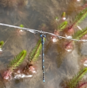 Austrolestes leda at Wanniassa, ACT - 23 Oct 2021 12:05 PM