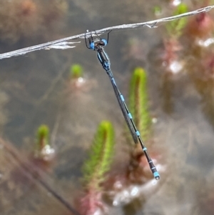 Austrolestes leda at Wanniassa, ACT - 23 Oct 2021 12:05 PM