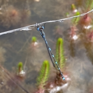 Austrolestes leda at Wanniassa, ACT - 23 Oct 2021 12:05 PM