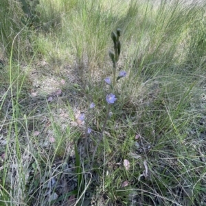 Thelymitra brevifolia at Aranda, ACT - 23 Oct 2021