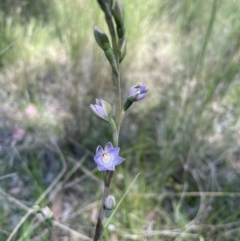 Thelymitra brevifolia at Aranda, ACT - 23 Oct 2021