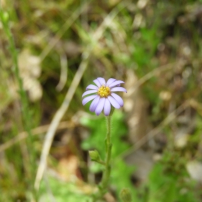 Vittadinia cuneata var. cuneata (Fuzzy New Holland Daisy) at Mount Taylor - 22 Oct 2021 by MatthewFrawley