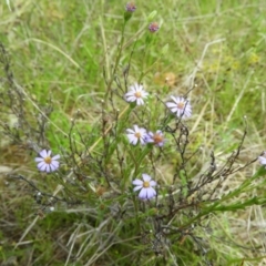 Vittadinia cuneata var. cuneata at Kambah, ACT - 22 Oct 2021