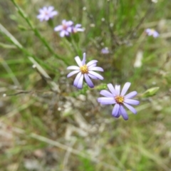 Vittadinia cuneata var. cuneata at Kambah, ACT - 22 Oct 2021