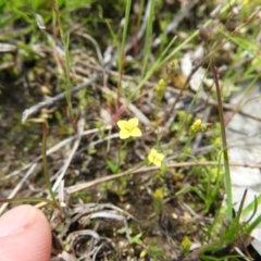 Cicendia quadrangularis (Oregon Timwort) at Kambah, ACT - 22 Oct 2021 by MatthewFrawley