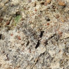 Dichromodes disputata (Scaled Heath Moth) at Kambah, ACT - 22 Oct 2021 by MatthewFrawley