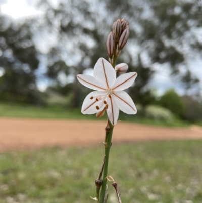 Asphodelus fistulosus (Onion Weed) at Mount Ainslie - 21 Oct 2021 by AJB