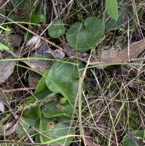 Corysanthes sp. at suppressed - suppressed